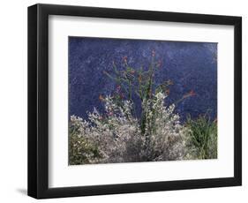 California, Anza Borrego Desert Sp, Colorado Desert Wildflowers-Christopher Talbot Frank-Framed Photographic Print