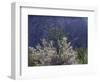 California, Anza Borrego Desert Sp, Colorado Desert Wildflowers-Christopher Talbot Frank-Framed Photographic Print