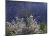 California, Anza Borrego Desert Sp, Colorado Desert Wildflowers-Christopher Talbot Frank-Mounted Photographic Print