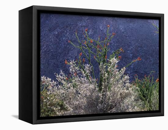 California, Anza Borrego Desert Sp, Colorado Desert Wildflowers-Christopher Talbot Frank-Framed Stretched Canvas