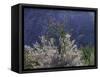 California, Anza Borrego Desert Sp, Colorado Desert Wildflowers-Christopher Talbot Frank-Framed Stretched Canvas