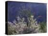 California, Anza Borrego Desert Sp, Colorado Desert Wildflowers-Christopher Talbot Frank-Stretched Canvas