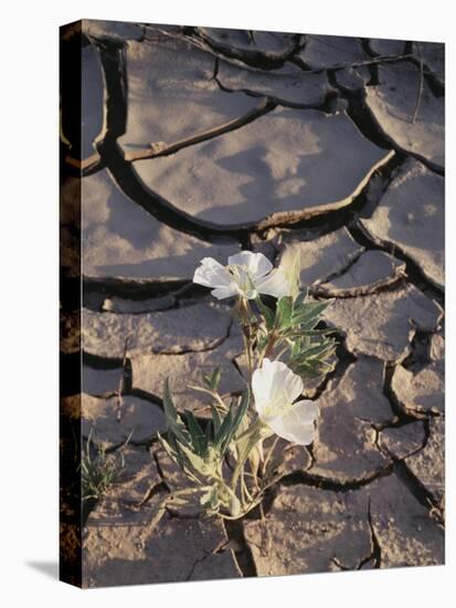 California, Anza Borrego Desert Sp, Dune Evening Primrose-Christopher Talbot Frank-Stretched Canvas