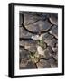 California, Anza Borrego Desert Sp, Dune Evening Primrose-Christopher Talbot Frank-Framed Photographic Print