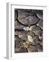 California, Anza Borrego Desert Sp, Dune Evening Primrose-Christopher Talbot Frank-Framed Photographic Print