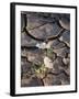 California, Anza Borrego Desert Sp, Dune Evening Primrose-Christopher Talbot Frank-Framed Photographic Print