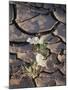 California, Anza Borrego Desert Sp, Dune Evening Primrose-Christopher Talbot Frank-Mounted Photographic Print