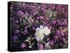 California, Anza Borrego Desert Sp, Primrose and Sand Verbena-Christopher Talbot Frank-Stretched Canvas