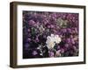 California, Anza Borrego Desert Sp, Primrose and Sand Verbena-Christopher Talbot Frank-Framed Premium Photographic Print