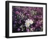 California, Anza Borrego Desert Sp, Primrose and Sand Verbena-Christopher Talbot Frank-Framed Premium Photographic Print