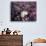 California, Anza Borrego Desert Sp, Primrose and Sand Verbena-Christopher Talbot Frank-Photographic Print displayed on a wall