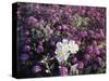 California, Anza Borrego Desert Sp, Primrose and Sand Verbena-Christopher Talbot Frank-Stretched Canvas