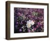 California, Anza Borrego Desert Sp, Primrose and Sand Verbena-Christopher Talbot Frank-Framed Photographic Print