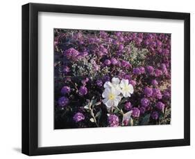 California, Anza Borrego Desert Sp, Primrose and Sand Verbena-Christopher Talbot Frank-Framed Photographic Print