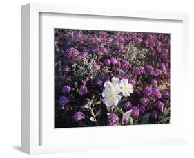 California, Anza Borrego Desert Sp, Primrose and Sand Verbena-Christopher Talbot Frank-Framed Photographic Print