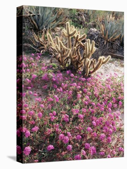 California, Anza Borrego Desert Sp, Sand Verbena and a Cholla Cactus-Christopher Talbot Frank-Stretched Canvas