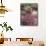 California, Anza Borrego Desert Sp, Sand Verbena and a Cholla Cactus-Christopher Talbot Frank-Framed Stretched Canvas displayed on a wall