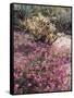 California, Anza Borrego Desert Sp, Sand Verbena and a Cholla Cactus-Christopher Talbot Frank-Framed Stretched Canvas