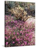 California, Anza Borrego Desert Sp, Sand Verbena and a Cholla Cactus-Christopher Talbot Frank-Stretched Canvas