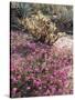 California, Anza Borrego Desert Sp, Sand Verbena and a Cholla Cactus-Christopher Talbot Frank-Stretched Canvas