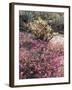 California, Anza Borrego Desert Sp, Sand Verbena and a Cholla Cactus-Christopher Talbot Frank-Framed Premium Photographic Print