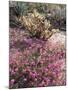 California, Anza Borrego Desert Sp, Sand Verbena and a Cholla Cactus-Christopher Talbot Frank-Mounted Premium Photographic Print