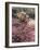 California, Anza Borrego Desert Sp, Sand Verbena and a Cholla Cactus-Christopher Talbot Frank-Framed Photographic Print