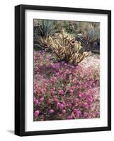 California, Anza Borrego Desert Sp, Sand Verbena and a Cholla Cactus-Christopher Talbot Frank-Framed Photographic Print