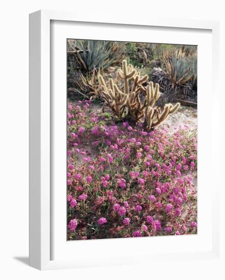 California, Anza Borrego Desert Sp, Sand Verbena and a Cholla Cactus-Christopher Talbot Frank-Framed Photographic Print