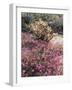 California, Anza Borrego Desert Sp, Sand Verbena and a Cholla Cactus-Christopher Talbot Frank-Framed Photographic Print