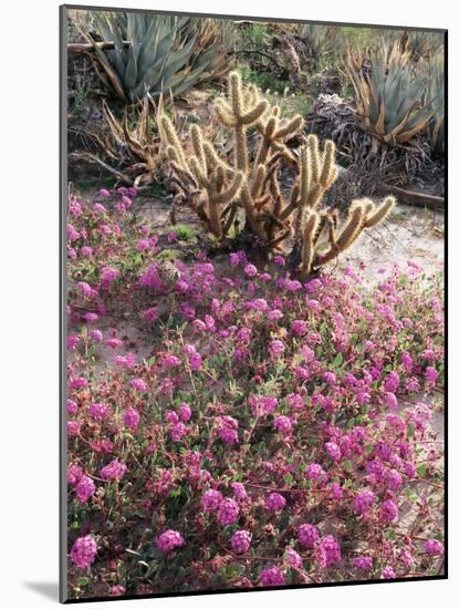 California, Anza Borrego Desert Sp, Sand Verbena and a Cholla Cactus-Christopher Talbot Frank-Mounted Photographic Print