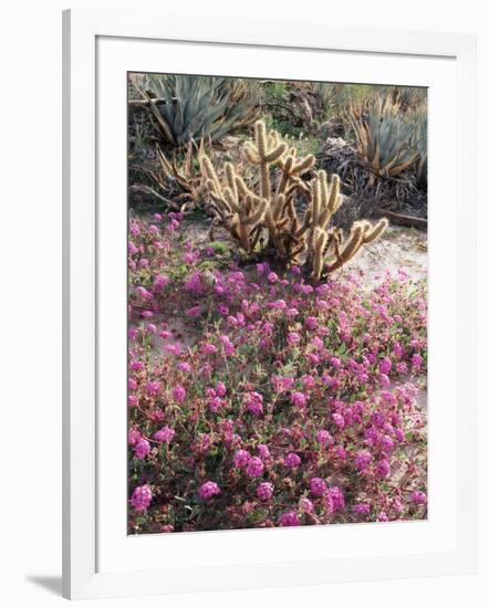 California, Anza Borrego Desert Sp, Sand Verbena and a Cholla Cactus-Christopher Talbot Frank-Framed Photographic Print