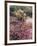 California, Anza Borrego Desert Sp, Sand Verbena and a Cholla Cactus-Christopher Talbot Frank-Framed Photographic Print