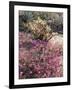 California, Anza Borrego Desert Sp, Sand Verbena and a Cholla Cactus-Christopher Talbot Frank-Framed Photographic Print