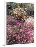 California, Anza Borrego Desert Sp, Sand Verbena and a Cholla Cactus-Christopher Talbot Frank-Framed Photographic Print