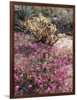 California, Anza Borrego Desert Sp, Sand Verbena and a Cholla Cactus-Christopher Talbot Frank-Framed Photographic Print