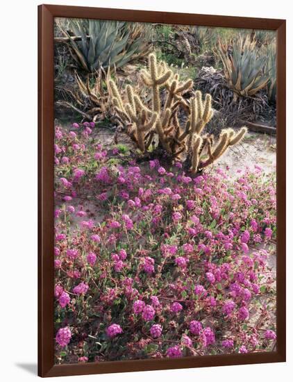 California, Anza Borrego Desert Sp, Sand Verbena and a Cholla Cactus-Christopher Talbot Frank-Framed Photographic Print