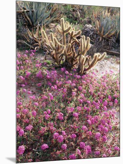 California, Anza Borrego Desert Sp, Sand Verbena and a Cholla Cactus-Christopher Talbot Frank-Mounted Photographic Print