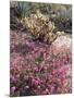 California, Anza Borrego Desert Sp, Sand Verbena and a Cholla Cactus-Christopher Talbot Frank-Mounted Photographic Print