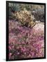 California, Anza Borrego Desert Sp, Sand Verbena and a Cholla Cactus-Christopher Talbot Frank-Framed Photographic Print