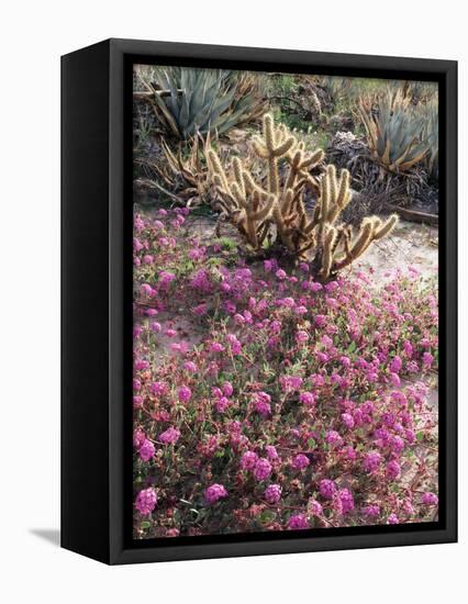 California, Anza Borrego Desert Sp, Sand Verbena and a Cholla Cactus-Christopher Talbot Frank-Framed Stretched Canvas