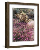 California, Anza Borrego Desert Sp, Sand Verbena and a Cholla Cactus-Christopher Talbot Frank-Framed Photographic Print