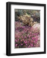 California, Anza Borrego Desert Sp, Sand Verbena and a Cholla Cactus-Christopher Talbot Frank-Framed Photographic Print