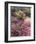 California, Anza Borrego Desert Sp, Sand Verbena and a Cholla Cactus-Christopher Talbot Frank-Framed Photographic Print