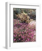 California, Anza Borrego Desert Sp, Sand Verbena and a Cholla Cactus-Christopher Talbot Frank-Framed Photographic Print