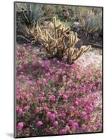 California, Anza Borrego Desert Sp, Sand Verbena and a Cholla Cactus-Christopher Talbot Frank-Mounted Photographic Print