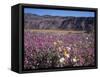 California, Anza Borrego Desert Sp, Sand Verbena and Primrose-Christopher Talbot Frank-Framed Stretched Canvas