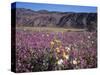 California, Anza Borrego Desert Sp, Sand Verbena and Primrose-Christopher Talbot Frank-Stretched Canvas