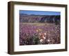 California, Anza Borrego Desert Sp, Sand Verbena and Primrose-Christopher Talbot Frank-Framed Photographic Print