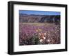 California, Anza Borrego Desert Sp, Sand Verbena and Primrose-Christopher Talbot Frank-Framed Photographic Print